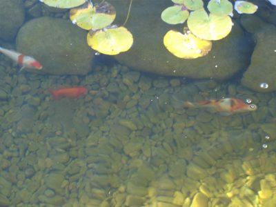 Ellsworth, WI - Pond with Koi