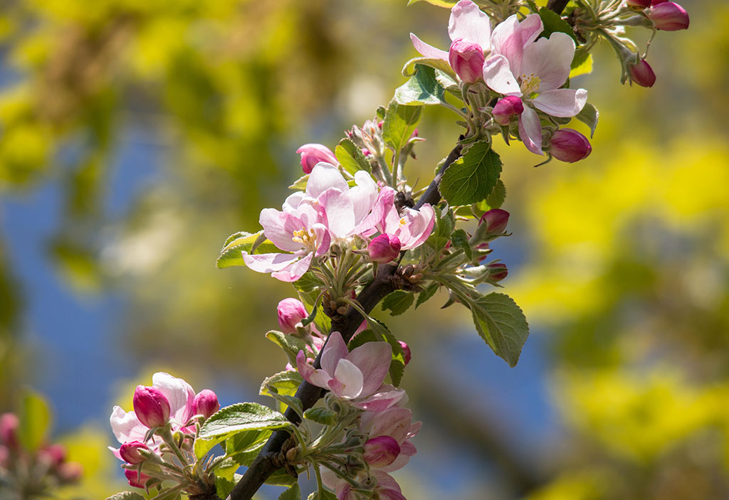 Flowering pink apple blossom branch.