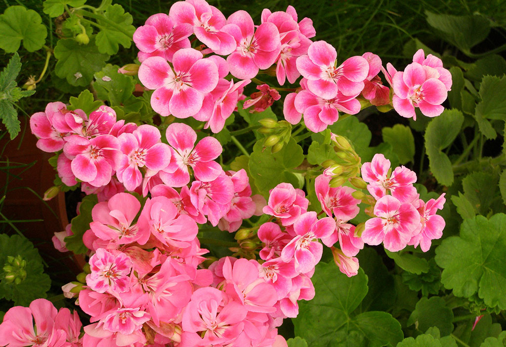 A large bush of pink and variegated pink rose scented geraniums.