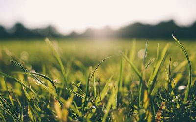 Quick Guide to Maintaining Your Perfect Lawn