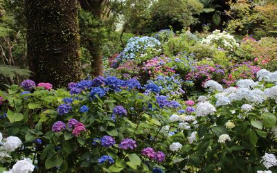 The Best Low Maintenance Shrubs for Your Yard