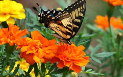 Top 5 Low Maintenance Annuals and Perennials