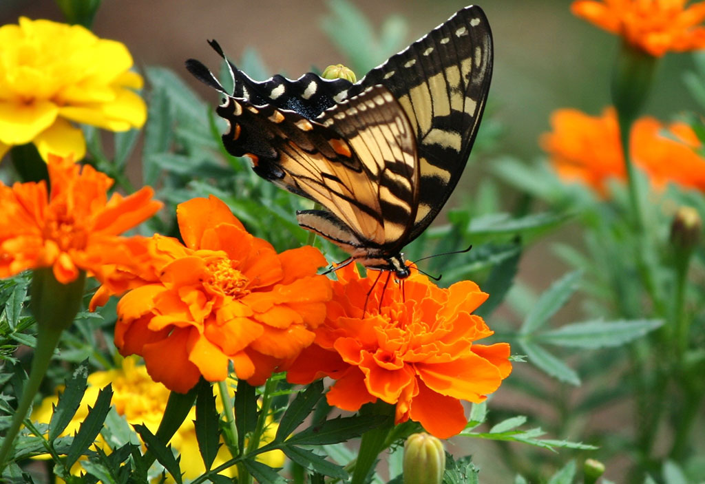 Old world swallowtail butterfly perched on an orange marigold.